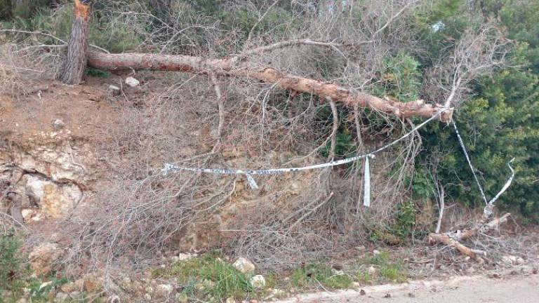 $!Los restos de los árboles caídos siguen en riesgo de precipitarse a la calzada.