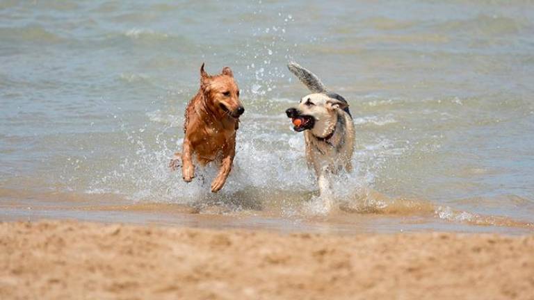 Muchos vecinos piden una playa para perros en El Vendrell.