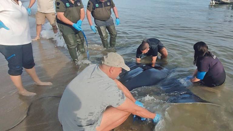 $!La mantarraya que llegó a Calafell para dar a luz el pasado mayo.