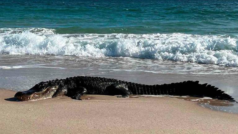 Imagen de un cocodrilo en una playa americana. Foto: DT