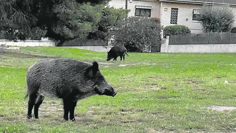 Ejemplares de jabalí en una zona verde de Cunit junto a las viviendas. FOTO: DT