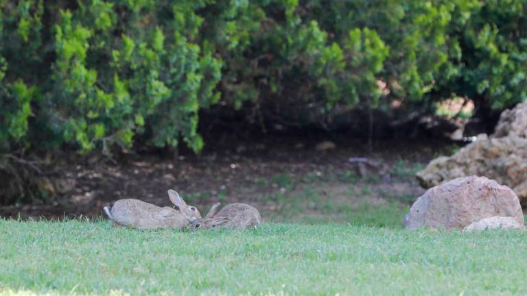 Actualmente, hay una decena de conejos. Foto: Pere Ferré