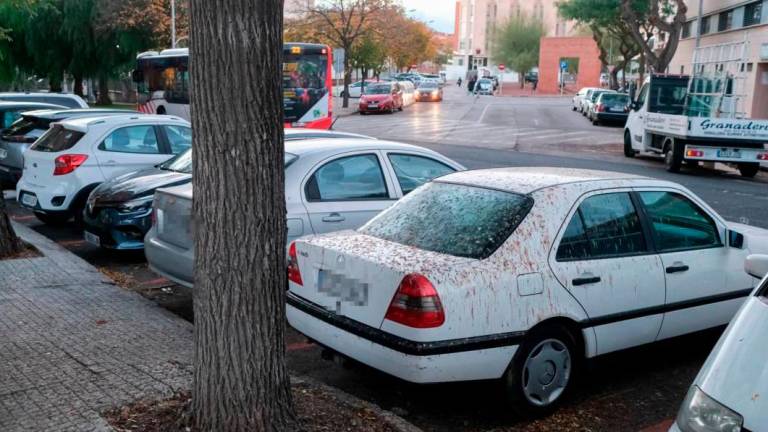 $!La presencia de estas aves aumenta la suciedad en las calles. Foto: DT