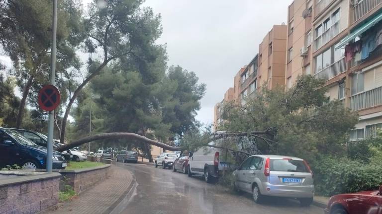 El pino en medio de la calle. Foto: DT