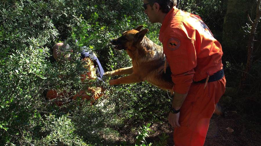 Los perros de Protecció Civil también participaron en la búsqueda de Aurora Mancebo. Foto: DT