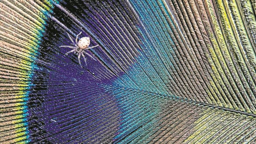 3. La min&uacute;scula (3 mm) ara&ntilde;a corredora de pared (Oecobius sp) sobre la pluma de un pavo. FOTO: Ferran Aguilar