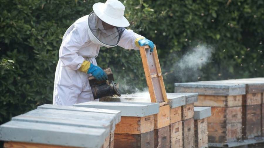 Un apicultor de les Terres de l´Ebre, treballant amb les seves arnes. Foto: joan revillas / dt