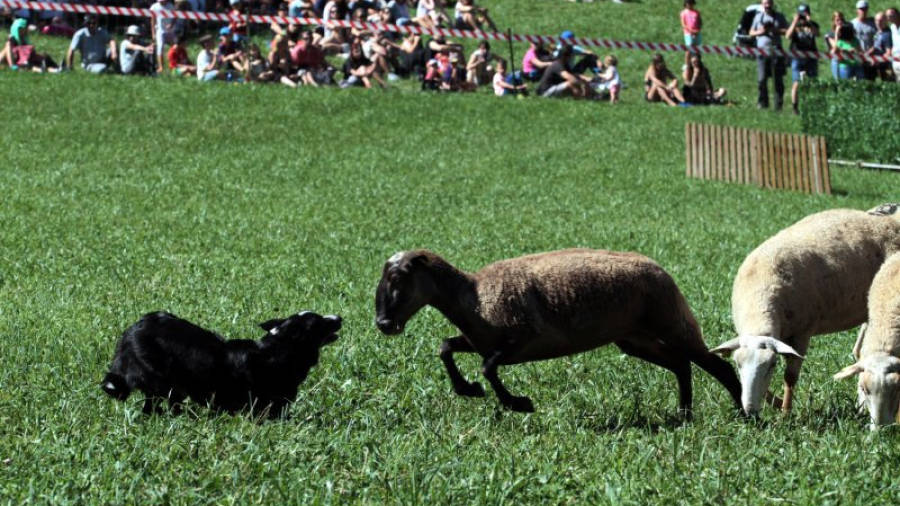 Imatge d'un dels gossos participants al Concurs de Llavorsí, Carnus, davant d'una ovella. Foto: ACN