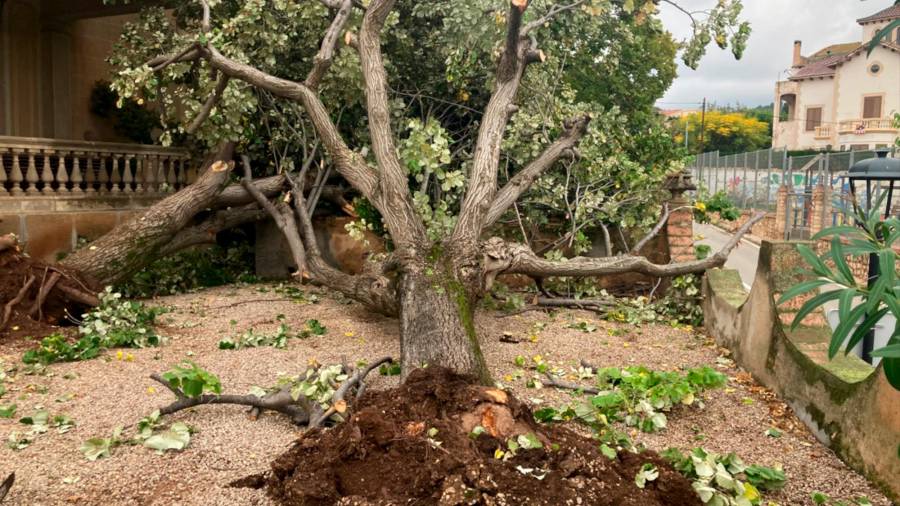 Un árbol arrancado tras el tornado