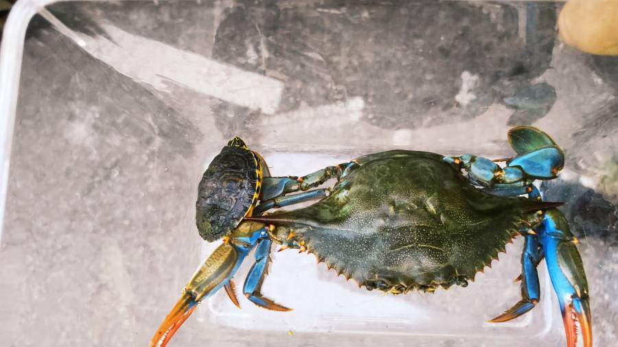 Ejemplares de cangrejo azul y de tortuga de Florida.