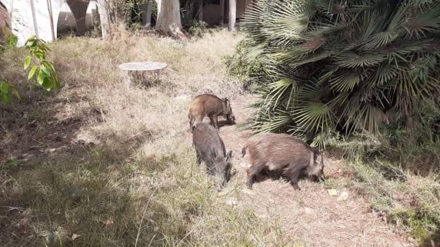 Los animales en la parcela de Segur de Calafell.