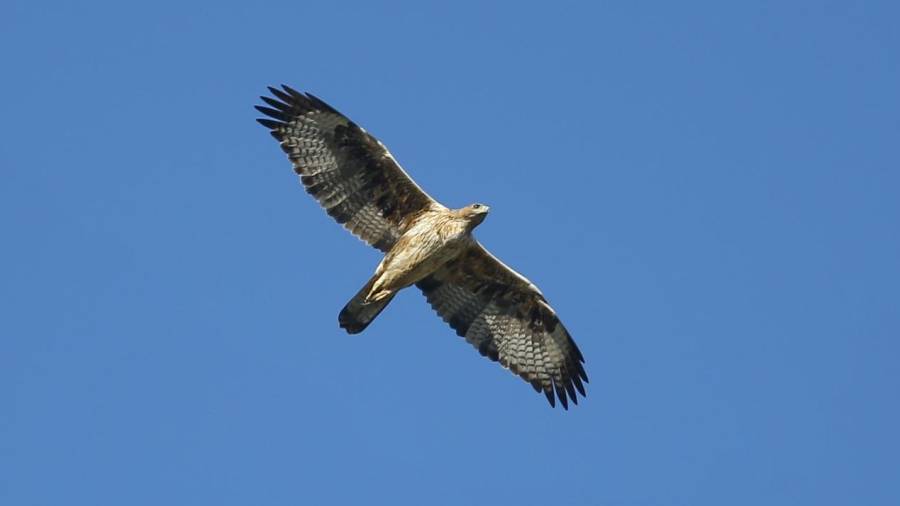 Uno de los ejemplares de águila perdicera.