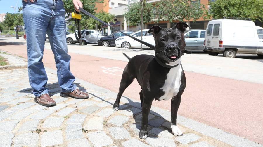 es peligroso pasear perros