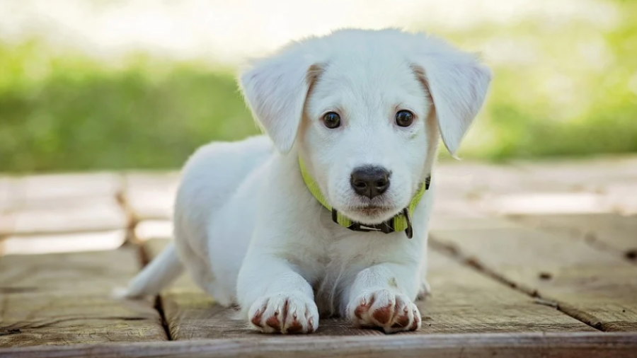 Un cachorro. FOTO: PIXABAY