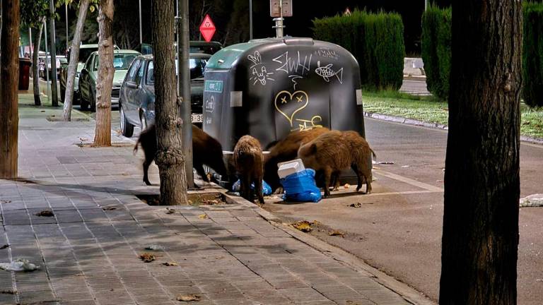 Jabalíes buscando comida entre la basura en Cunit.