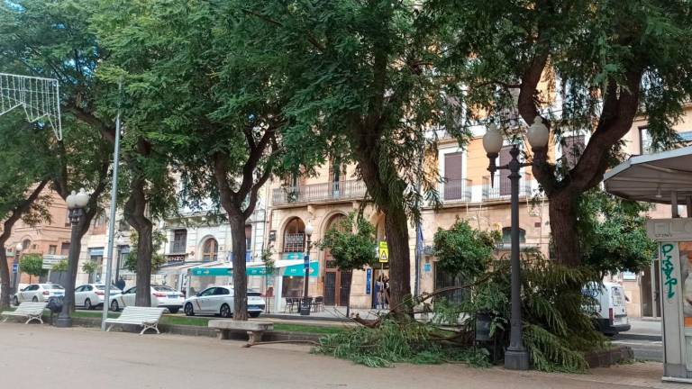 Imagen de un árbol caído en un temporal de viento en Tarragona. Foto: Ana Isabel Rivera