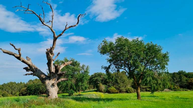 La publicació recull una trentena d’arbres singulars que es troben al terme municipal de Querol (Alt Camp). Foto: Cedida