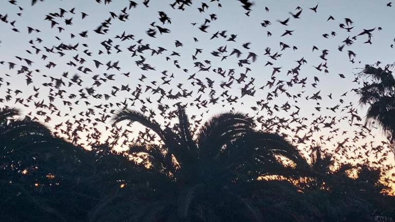 Miles de estorninos al ocaso en Tarragona. Foto: cedida