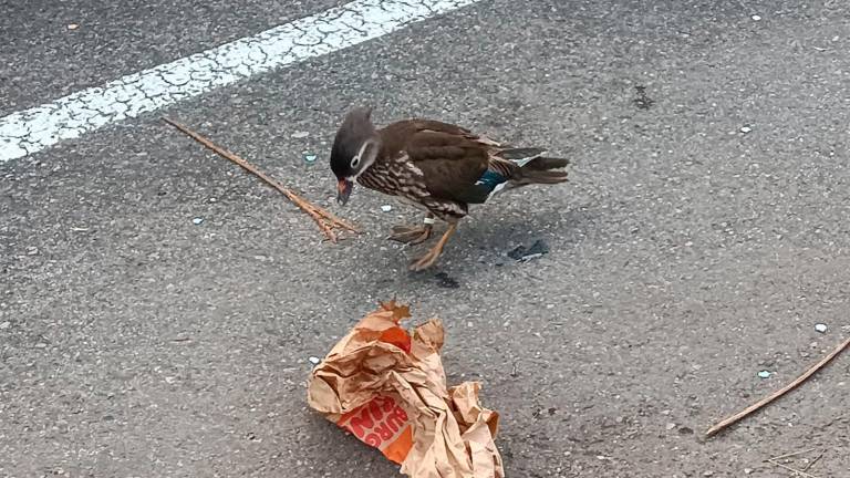 El pato mandarín rebusca comida en un aparcamiento de Calafell.