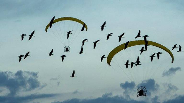 $!La aves realizan un trayecto de unos 3.000 kilómetros.